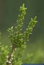 Calluna vulgaris,Besenheide,Heidekraut,Heather,Heather Flower,Ling,Red-Heath,Scotch Heather,Scots Heather
