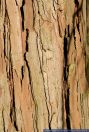 Calocedrus decurrens,Weihrauchzeder,California Incense-cedar