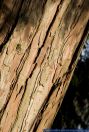 Calocedrus decurrens,Weihrauchzeder,California Incense-cedar