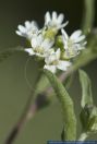 Cardaminopsis arenosa,Sand-Schaumkresse,Sand Rock-Cress