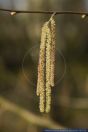 Corylus avellana,Haselnussstrauch,Common Hazel