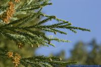 Cryptomeria japonica,Sicheltanne,Japanese Cedar