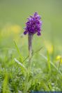 Dactylorhiza majalis,Breitblaettriges Knabenkraut,Broad-leaved marsh orchid