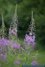 Epilobium colchicum