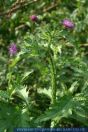 Carduus crispus, Krause Distel, Welted Thistle 