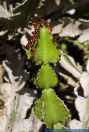Euphorbia cooperi,Coopers Wolfsmilch,Transvaal caldelabra tree
