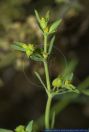 Euphorbia exigua,Kleine Wolfsmilch,Dwarf Spurge
