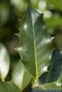 Ilex aquifolium,Europaeische Stechpalme,Common holly