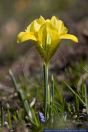 Iris danfordiae,Winter-Iris,Dwarf iris