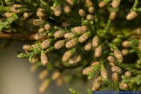 Juniperus chinensis var. Pfitzeriana,Chinesischer Wacholder,Chinese Juniper