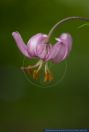 Lilium martagon,Tuerkenbund-Lilie,Turkscap Lily