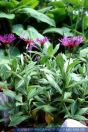 Centaurea montana, Berg-Flockenblume, Mountain Bluets / Mountain cornflower / Mountain Knapweed / Perennial Cornflower 