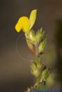 Linaria bipunctata ssp. Glutinosa,Leinkraut,Toadflax