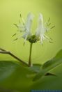 PFFT12157 Lonicera xylosteum<br>