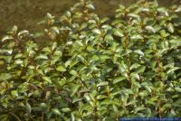 Ludwigia palustris,Sumpfheusenkraut,Broad Leaf Ludwigia