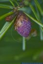 Picea omorika,Serbische Fichte,Serbian Spruce