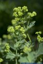 Alchemilla xanthochlora,Gelbgruener Frauenmantel,Yellowgreen Lady`s Mantle