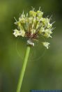 Allium victorialis,Allermanns-Harnisch,Victory Onion