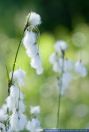 Eriophorum latifolium,Breitblaettrige Wollgras,Broad Leafed Cotton Grass