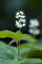 Maianthemum bifolium,Schattenbluemchen,May Lily