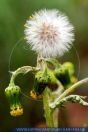 Senecio vernalis x vulgaris?