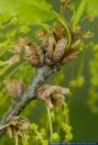 Quercus petrae,Trauben-Eiche,Sessile Oak