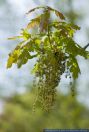 Quercus robur,Stieleiche,Common Oak