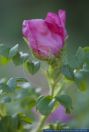 Rosa rugosa,Kartoffel-Rose,Japanese rose