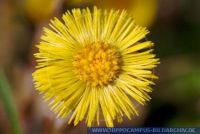 Tussilago farfara, Huflattich, Coltsfoot 