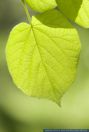 Tilia platyphyllos,Sommer-Linde,Large-Leaved Linden,Large-Leaved Lime
