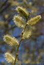 Salix daphnoidesssp.pomeranica