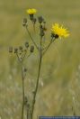 Sonchus arvensis,Acker-Gaensedistel,Perennial Sow-Thistle