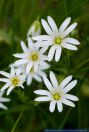 Stellaria holostea,Grosse Sternmiere,Greater stitchwort