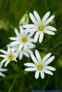 Stellaria holostea,Grosse Sternmiere,Greater stitchwort