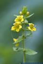 Tozzia alpina,Alpen-Rachen,Alpine throat 