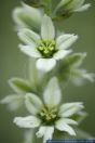 Veratrum album,Weisser Germer,White Hellebore 