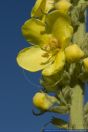 Verbascum phlomoides,Windblumen-Koenigskerze,Mullein,Orange mullein
