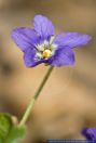 Viola reichenbachiana,Wald-Veilchen,Early Dog-violet 