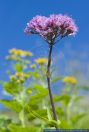 Adenostyles alliariae,Grauer Alpendost,Common Adenostyles