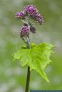 Adenostyles alliariae,Grauer Alpendost,Common Adenostyles