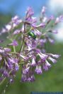 Adenostyles alliariae,Grauer Alpendost,Common Adenostyles