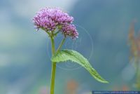 Adenostyles alliariae,Grauer Alpendost,Common Adenostyles