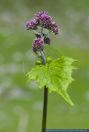 Adenostyles alliariae,Grauer Alpendost,Common Adenostyles