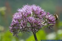 Adenostyles alliariae,Grauer Alpendost,Common Adenostyles