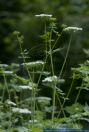 Agrimonia eupatoria,Gewoehnlicher Odermennig,Agrimony,Cocklebur,Sticklewort