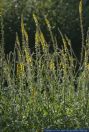 Agrimonia eupatoria,Gewoehnlicher Odermennig,Agrimony,Cocklebur,Sticklewort