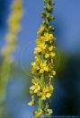 Agrimonia eupatoria,Gewoehnlicher Odermennig,Agrimony,Cocklebur,Sticklewort