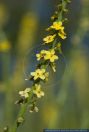 Agrimonia eupatoria,Gewoehnlicher Odermennig,Agrimony,Cocklebur,Sticklewort