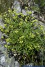 Alchemilla alpina,Alpen-Frauenmantel,Alpen-Sinau,Silbermantel,Alpine Lady's Mantle