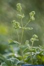 Alchemilla alpina,Alpen-Frauenmantel,Alpen-Sinau,Silbermantel,Alpine Lady's Mantle